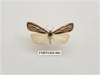 藏品(燈蛾科)的圖片